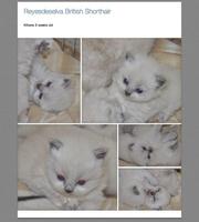 British Shorthair Kittens GCCFI registered 