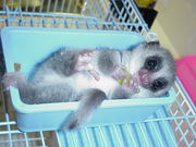 Fat-tailed Dwarf Lemurs 