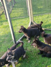 Black/Black+Tan German Shepherd Pups
