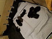 Dobermann pincher pups