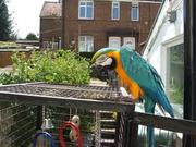 Trained well cute and lovely beautiful blue and gold parrots for re ho