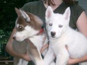 sweet siberian husky puppies for adoption